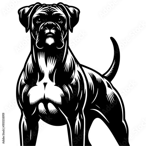 Majestic Boxer: A striking black and white portrait of a Boxer dog, showcasing its muscular build and alert expression, a testament to its breed's strength and loyalty.