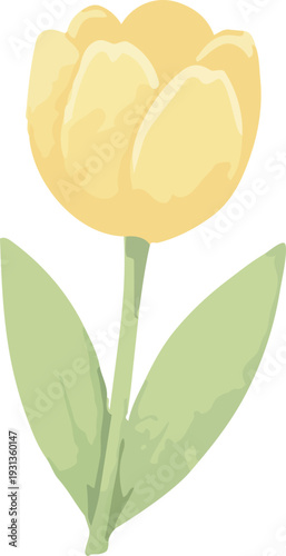 튤립,꽃,연두,부드러운,자연,생명,초록,식물,flower,봄,블로섬,나뭇잎,네이처,미,개화,들꽃,여름,꽃다발,난초,꽃봉오리,데이지,물망초