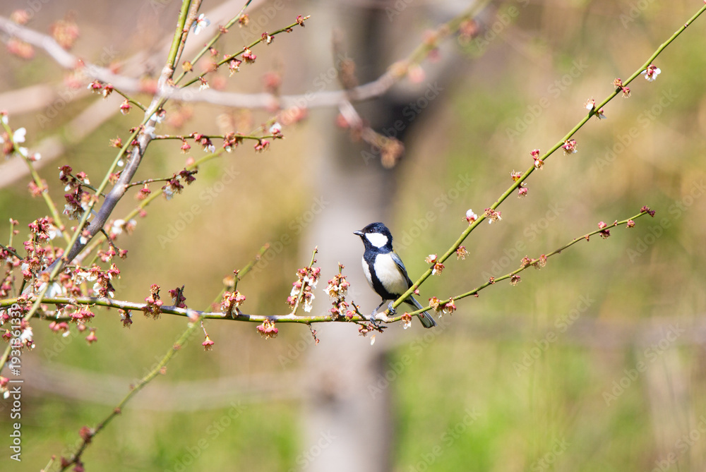 Obraz premium Great Tit feeding on cherry blossom buds on a tree branch in spring.