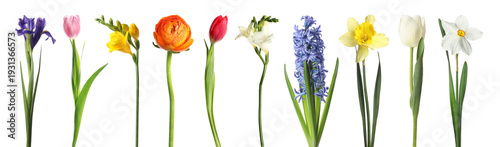 Bright spring flowers isolated on white, set