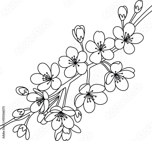 Elegant Sakura Branch Displays Many Delicate Blooming Flowers and Unopened Buds