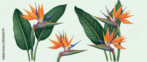 Vibrant tropical Bird of Paradise flowers with lush green leaves, a stunning botanical vector illustration capturing exotic beauty and summer elegance, ideal for graphic design projects