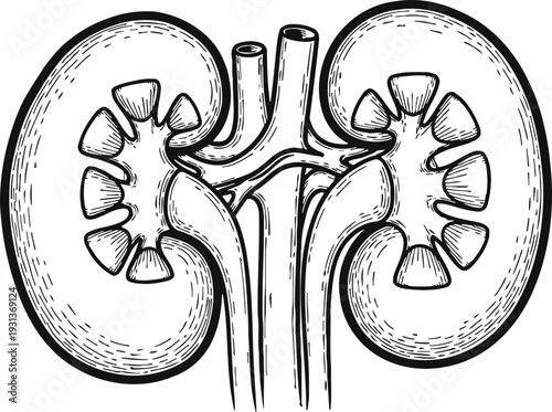 Hand drawn sketch of human kidneys internal organ anatomy line art vector illustration