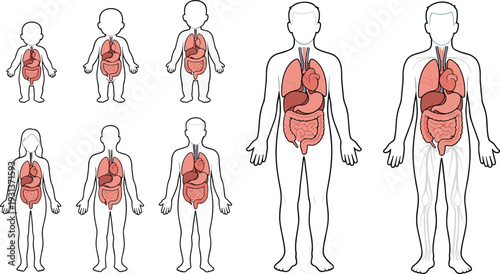 Human anatomy digestive and respiratory system illustration male female and child body organs medical educational vector isolated on white background