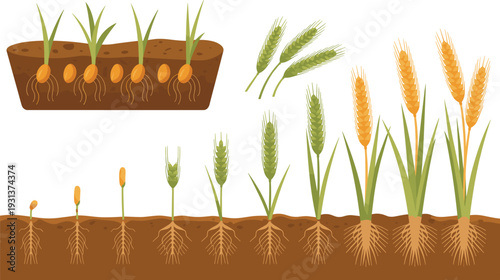 Wheat growth stages vector illustration showing seed germination root development and ripening ears isolated on white background agriculture life cycle diagram