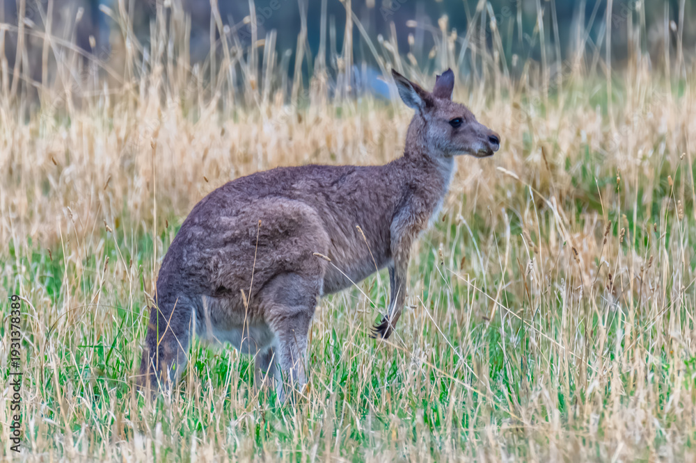 Fototapeta premium Eastern Grey Kangaroo Among the Summer Grasses
