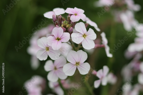 Close up of white and pink sweet rocket, dames rocket or hesperis matronali