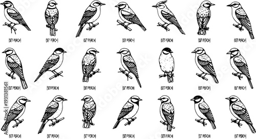 Hand-drawn black and white line art illustrations of diverse small birds perched on branches, a detailed vintage-style collection for nature and wildlife.