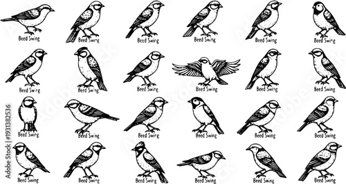 Black and White Beed Swing Bird Illustrations Collection. Hand-drawn sparrow-like birds in various poses for wildlife and nature designs.