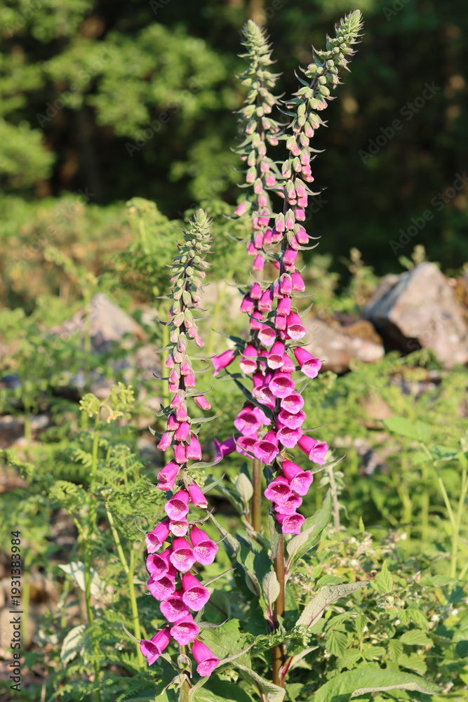 Obraz premium Group of pink foxgloves in a meadow