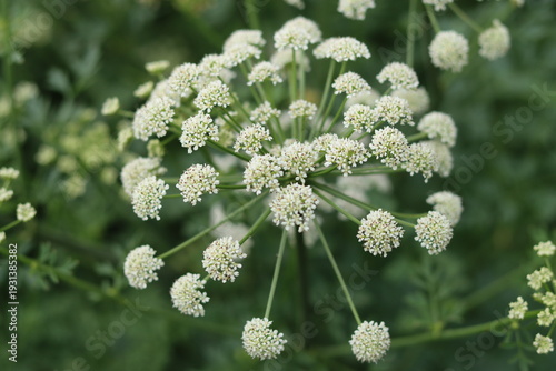 Photos Close up of a water hemlock flower head