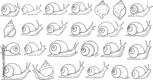 Detailed black and white line art illustration set of various snails and snail shells, perfect for natural history, biology, and mollusk-themed designs.