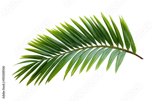A leafy green palm tree branch is shown on a white background. Concept of calm and tranquility, as the leafy green color of the palm tree is soothing and peaceful, png