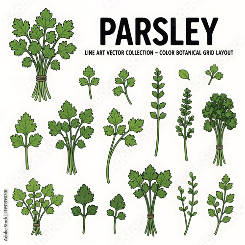 Fresh Parsley Leaves Herb Illustration Isolated on White Background