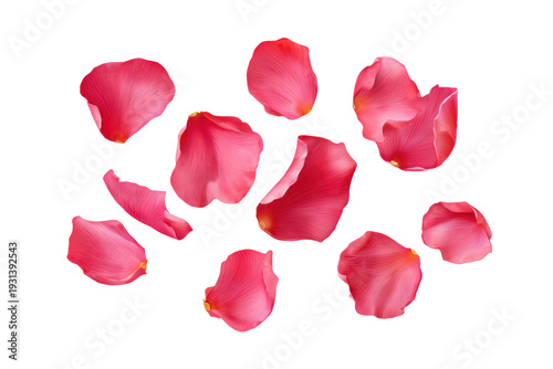 A close up of a bunch of pink flower petals. The petals are scattered across the image, with some overlapping each other. Scene is delicate and serene, png