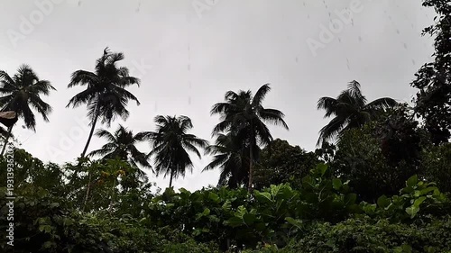 Tropical rain falling on coconut palm trees against a cloudy sky.