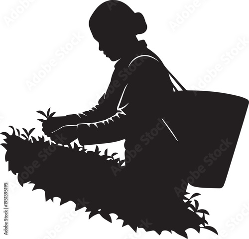 Woman plucking tea leaves silhouette vector worker in plantation field line art illustration
