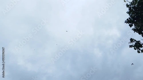 Overcast sky with heavy grey clouds and birds flying through, ideal for cinematic nature and stormy footage.
