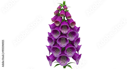 Purple Foxglove Flower Isolated on White Background