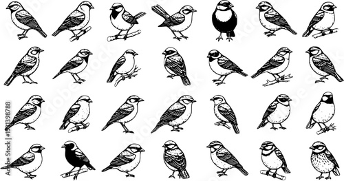 Hand-Drawn Collection of Small Birds in Various Poses - Vector Illustrations