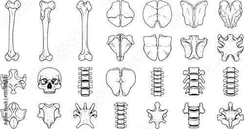 Detailed Hand-Drawn Human Skeletal Bones and Vertebrae Anatomy Vector Set. Black and White Outline Illustrations of Skull, Long Bones, and Spinal Column Segments.