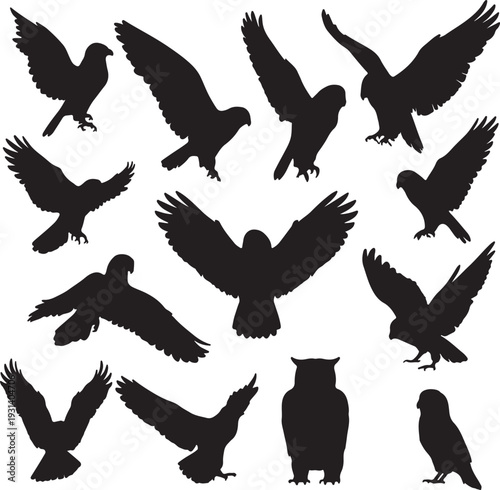 silhouettes of raven