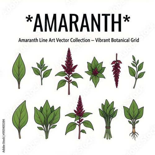 Amaranth Plant with Vibrant Red Leaves – Organic Grain and Superfood Vector Illustration