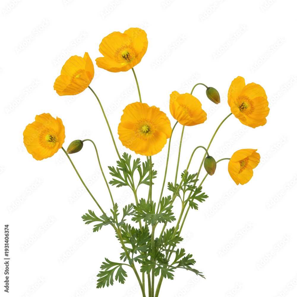 Fototapeta premium Vibrant yellow poppies blooming in a bright and cheerful bouquet arrangement