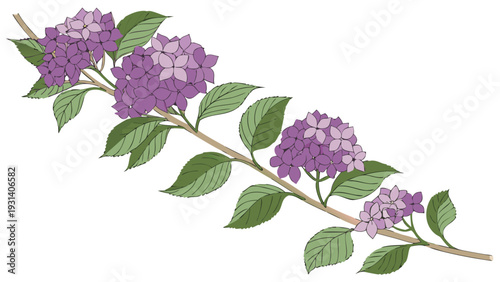 Purple Hydrangea Branch with Green Leaves on White Background.