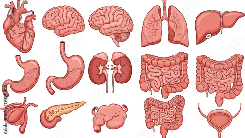 Human internal organs vector illustration, anatomical graphics, medical drawing collection, black and white biology art - flat vector illustration