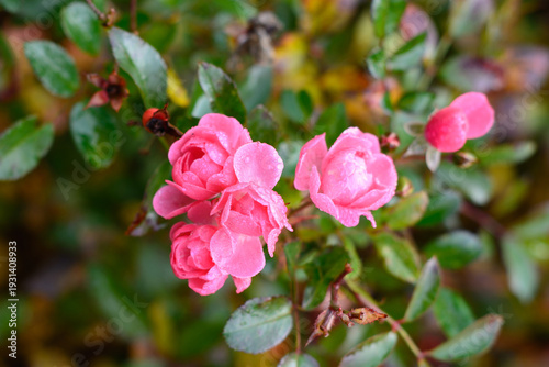 Macro close-up of beautiful pink roses with fresh water drops on petals in a green garden