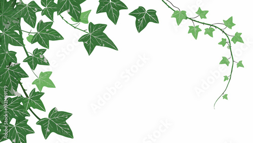 Lush Green Ivy Vines Adorning a Pristine White Background.