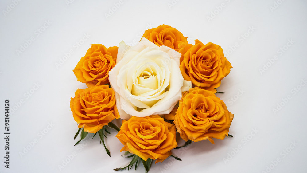 Fototapeta premium 白薔薇とオレンジ薔薇 白背景 マクロ撮影