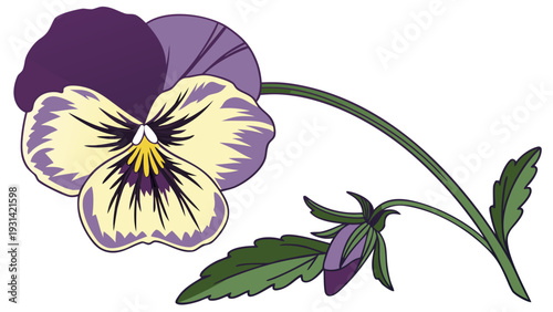 Vibrant Pansy Flower with Green Leaves.