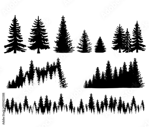 Silhouette of detailed coniferous trees and spruce forest. Pine, spruce and fir silhouettes. illustration isolated on white