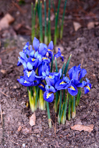 Macro close-up of vibrant blue dwarf irises blooming from bare soil in early spring garden