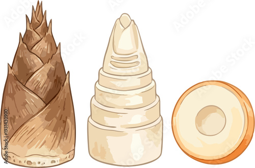 Delightful Watercolor Bamboo Shoots Trio: Spiky Brown Whole, Segmented Peeled White Tower, Round Cross-Section Slice Illustration