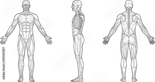 Anatomical human male muscular system line drawing front side back views detailed muscle groups body reference for artists medical illustration vector