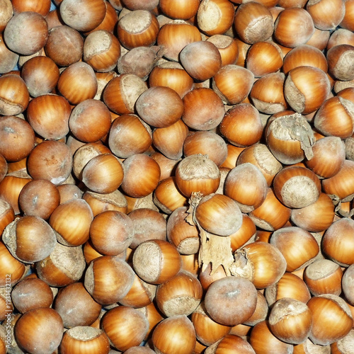 Close-up of many brown organic hazelnuts in their shells filling the entire frame