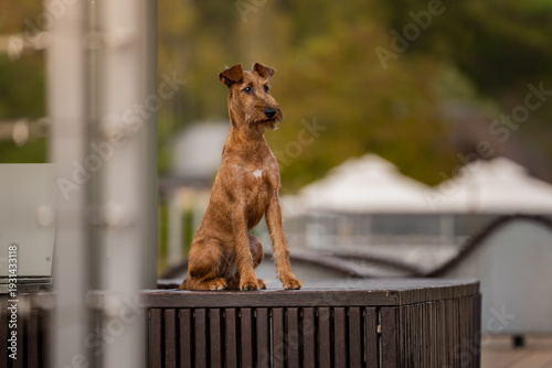 Fotografia jack russell terrier