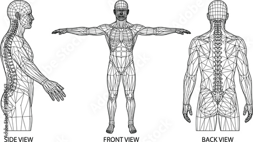 3D wireframe human male muscular system anatomy front side back views detailed mesh grid body model for rigging animation reference vector illustration
