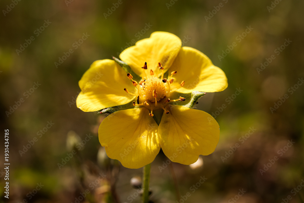 Fototapeta premium yellow flowers