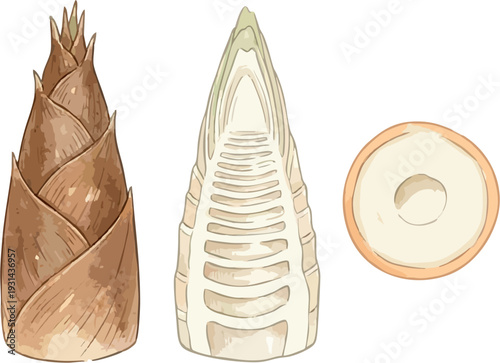Exquisite Watercolor Bamboo Shoots Illustration Set: Intact Brown Spiky, Peeled Segmented Layers, Cross-Cut Interior Slice View