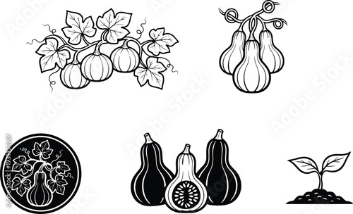 Pumpkin and gourd vine icons set featuring butternut squash sprout black white vector illustration collection isolated