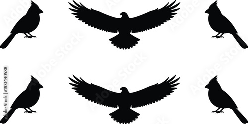 Cardinal and eagle bird silhouettes set, flying and perched avian black vector illustration isolated on white background