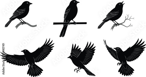 Black crow silhouettes set, flying and perched raven birds vector illustration isolated on white background for design