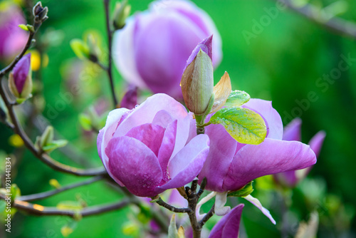 Macro close-up of beautiful pink magnolia flowers and buds with fresh water drops blooming in a spring garden