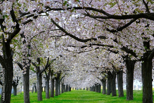 春爛漫の桜並木