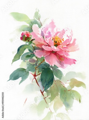  Watercolor pink peony flower with bud and green leaves isolated on white background