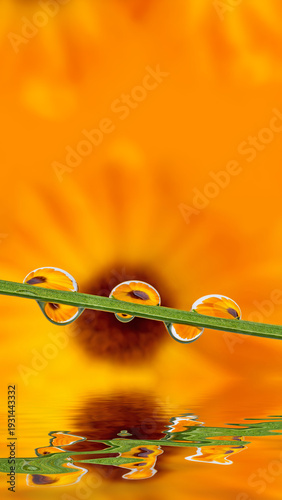 grass with dew dops